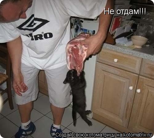 Не отдам!!!... Котоматрица: Не отдам!!!