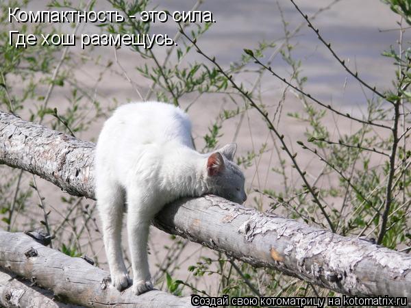 Компактность - это сила. Где хош размещусь.... Котоматрица: Компактность - это сила. Где хош размещусь.