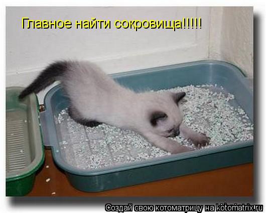 Главное найти сокровища!!!!!... Котоматрица: Главное найти сокровища!!!!!