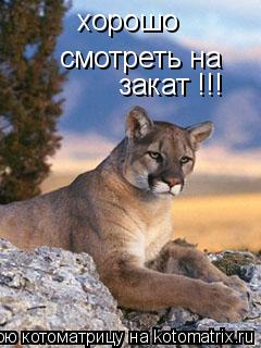 Котоматрица: хорошо  смотреть на закат !!!