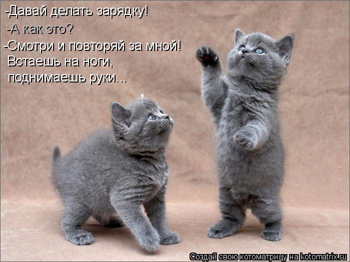 Котоматрица: -Давай делать зарядку! -А как это? -Смотри и повторяй за мной! Встаешь на ноги,  поднимаешь руки...