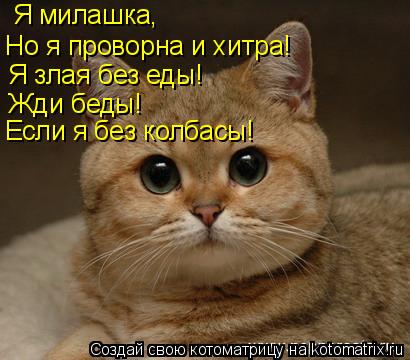 Я милашка, Но я проворна и хитра! Я злая без еды! Жди беды! Если я без колбасы!... Котоматрица: Я милашка, Но я проворна и хитра! Я злая без еды! Жди беды! Если я без колбасы!