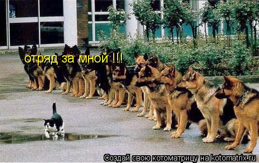 Котоматрица: отряд за мной !!!
