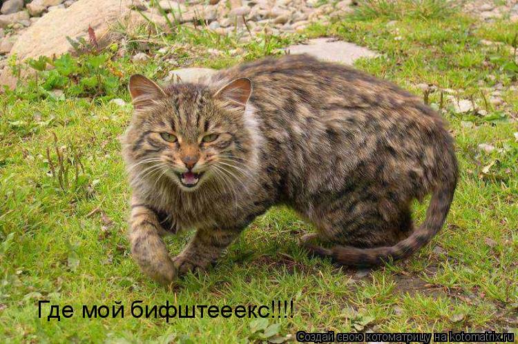 Где мой бифштееекс!!!!... Котоматрица: Где мой бифштееекс!!!!