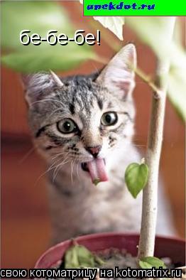 Котоматрица: бе-бе-бе!