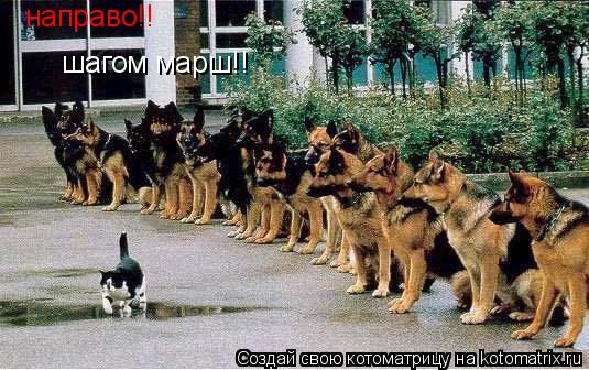 Котоматрица: направо!! шагом марш!!