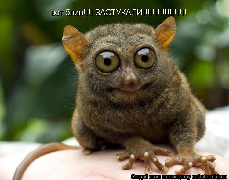 Котоматрица: вот блин!!!! ЗАСТУКАЛИ!!!!!!!!!!!!!!!!!!