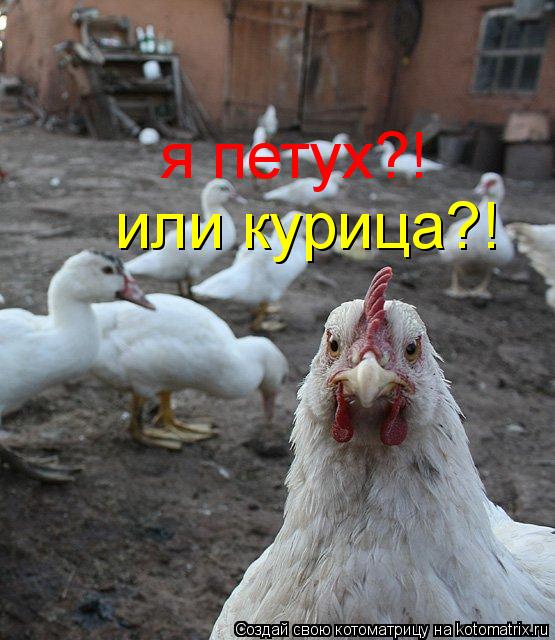 я петух?! или курица?!... Котоматрица: я петух?! или курица?!