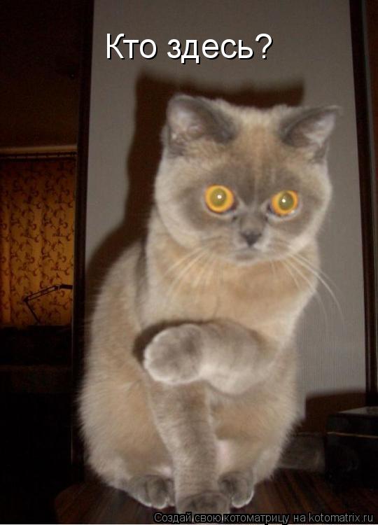 Кто здесь?... Котоматрица: Кто здесь?
