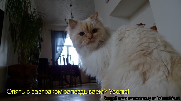 Опять с завтраком запаздываем? Уволю!... Котоматрица: Опять с завтраком запаздываем? Уволю!