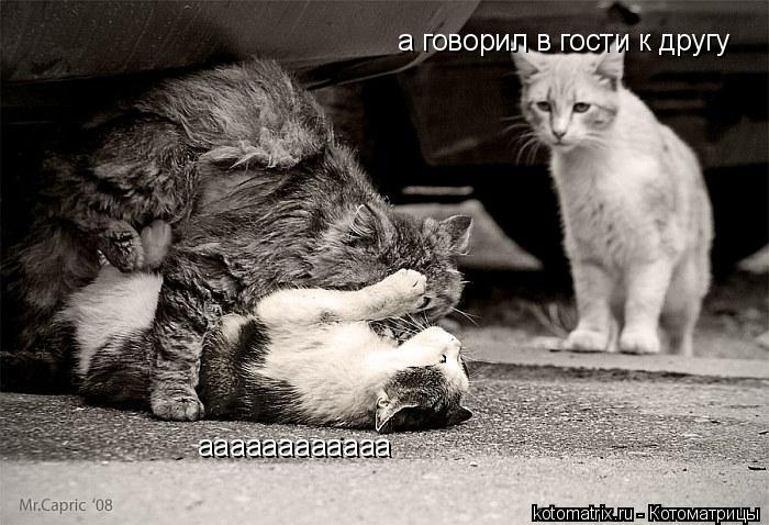 Котоматрица: аааааааааааа а говорил в гости к другу