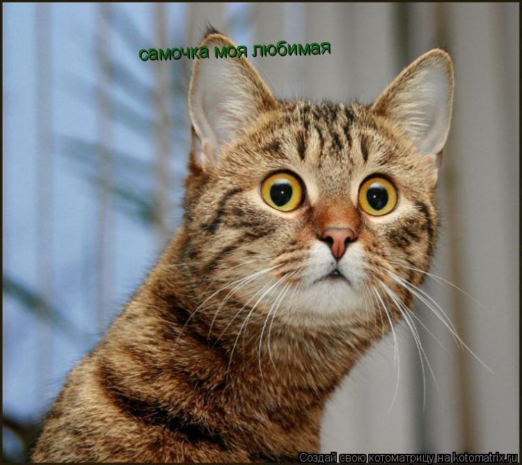 самочка моя любимая... Котоматрица: самочка моя любимая