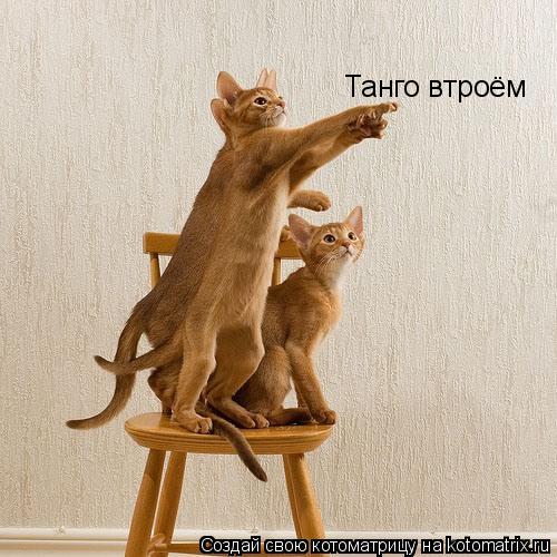 Котоматрица: Танго втроём