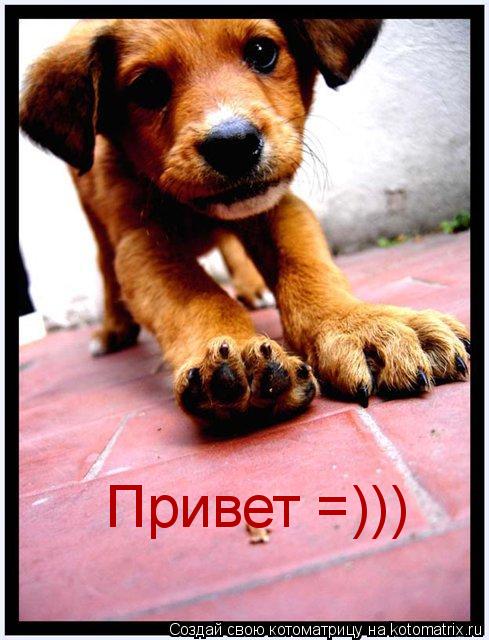 Привет =)))... Котоматрица: Привет =)))