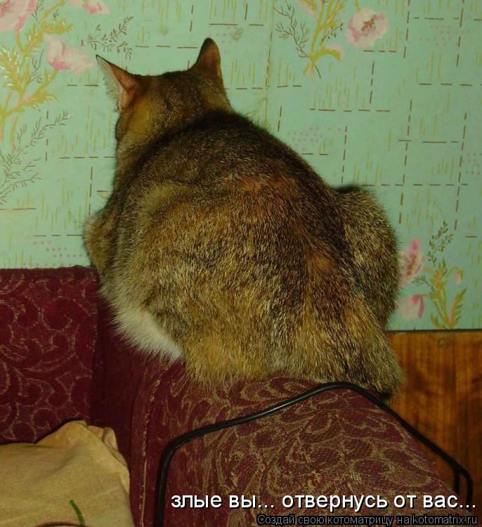 злые вы... отвернусь от вас...... Котоматрица: злые вы... отвернусь от вас...