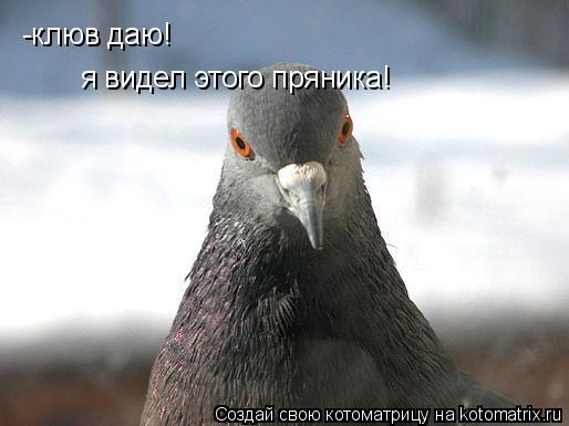 Котоматрица: -клюв даю! я видел этого пряника!