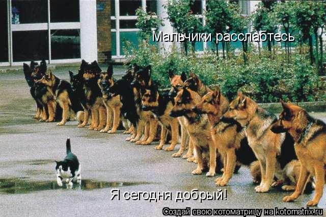Котоматрица: Мальчики расслабтесь Я сегодня добрый!