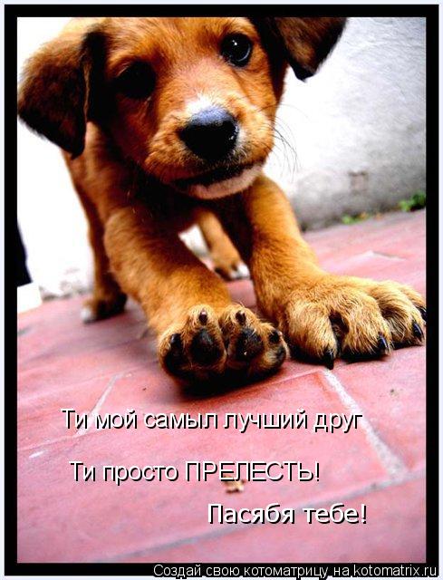Котоматрица: Ти мой самыл лучший друг Ти просто ПРЕЛЕСТЬ! Пасябя тебе!