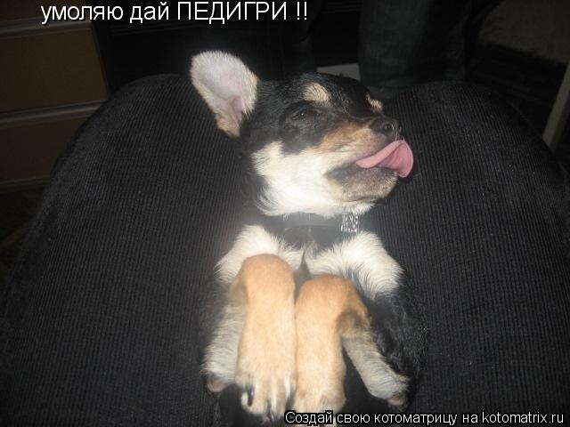 Котоматрица: умоляю дай ПЕДИГРИ !!