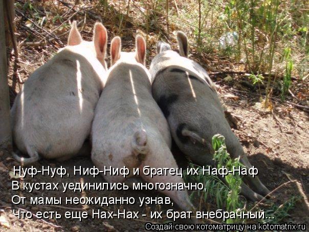 Нуф-Нуф, Ниф-Ниф и братец их Наф-Наф В кустах уединились многозначно, От мамы неожиданно узнав, Что ... Котоматрица: Нуф-Нуф, Ниф-Ниф и братец их Наф-Наф В кустах уединились многозначно, От мамы неожиданно узнав, Что есть еще Нах-Нах - их брат внебрачный...