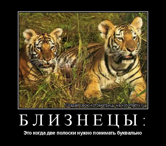 Близнецы: Это когда две полоски нужно понимать буквально... Котоматрица: Близнецы: Это когда две полоски нужно понимать буквально