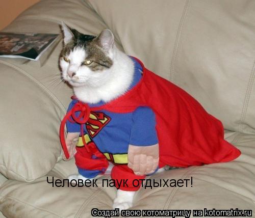 Человек паук отдыхает!... Котоматрица: Человек паук отдыхает!