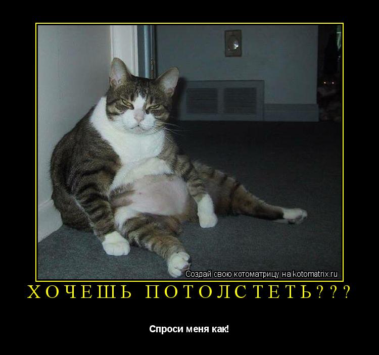 Хочешь потолстеть??? Спроси меня как!... Котоматрица: Хочешь потолстеть??? Спроси меня как!