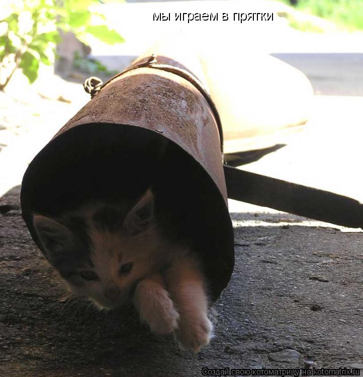 Котоматрица: мы играем в прятки