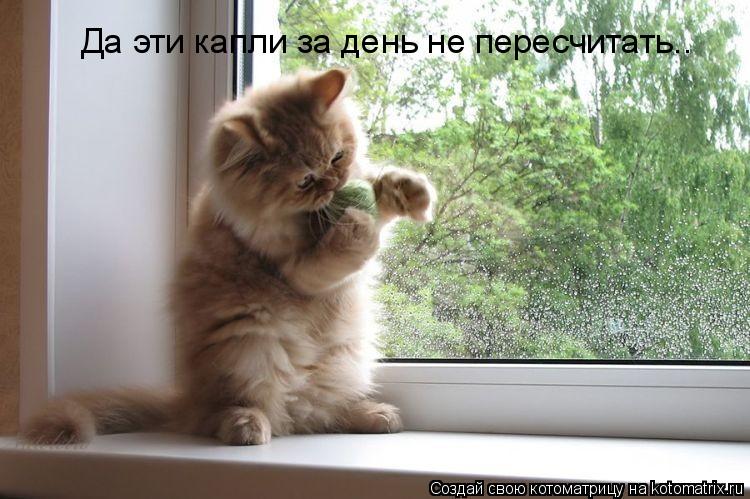 Да эти капли за день не пересчитать..... Котоматрица: Да эти капли за день не пересчитать..