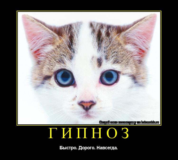 Гипноз Быстро. Дорого. Навсегда.... Котоматрица: Гипноз Быстро. Дорого. Навсегда.