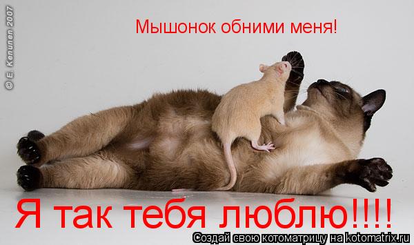 Мышонок обними меня! Я так тебя люблю!!!!... Котоматрица: Мышонок обними меня! Я так тебя люблю!!!!