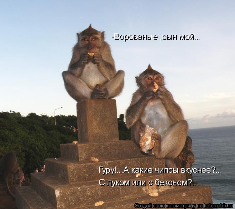 Гуру!...А какие чипсы вкуснее?... С луком или с беконом?... -Ворованые ,сын мой...... Котоматрица: Гуру!...А какие чипсы вкуснее?... С луком или с беконом?... -Ворованые ,сын мой...