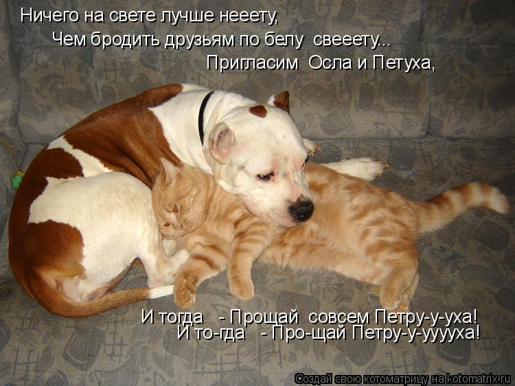 Котоматрица: Ничего на свете лучше нееету, Чем бродить друзьям по белу  свееету...  Пригласим  Осла и Петуха, И тогда   - Прощай  совсем Петру-у-уха! И то-гда   
