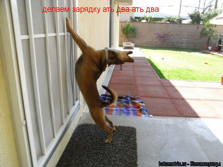 Котоматрица: делаем зарядку ать два ать два