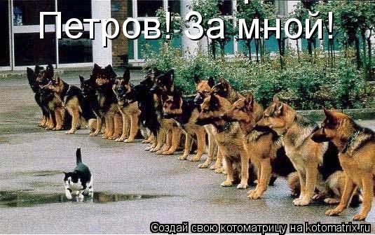 Котоматрица: Петров! За мной! Петров! За мной!