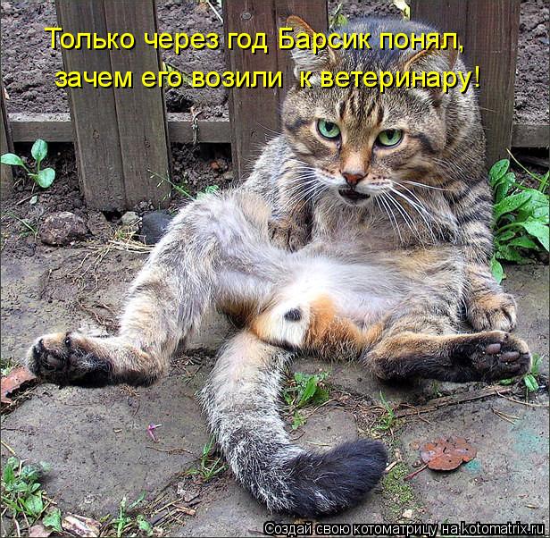 Только через год Барсик понял, зачем его возили к ветеринару!... Котоматрица: Только через год Барсик понял, зачем его возили к ветеринару!