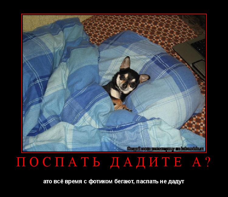 Котоматрица: Поспать дадите а? ато всё время с фотиком бегают, паспать не дадут