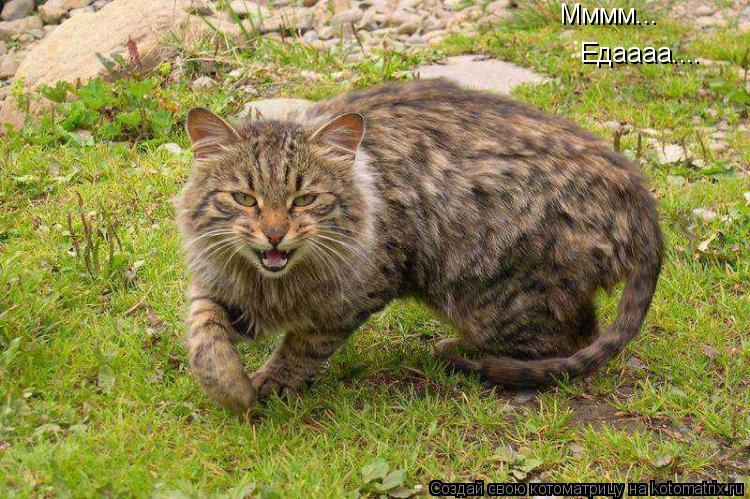 Котоматрица: Мммм... Едаааа....