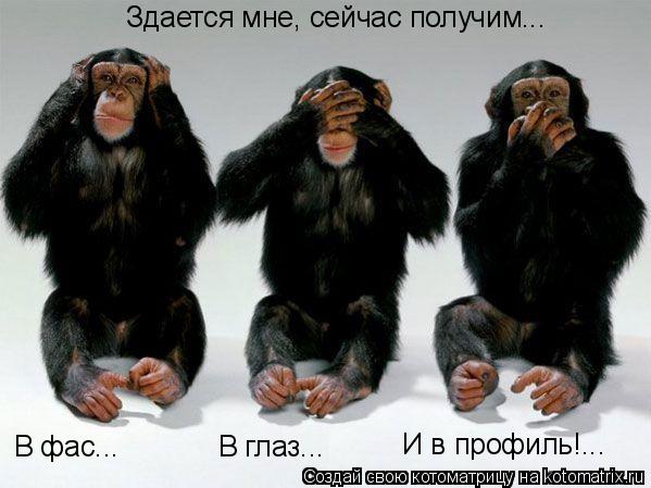 Здается мне, сейчас получим... В фас... В глаз... И в профиль!...... Котоматрица: Здается мне, сейчас получим... В фас... В глаз... И в профиль!...