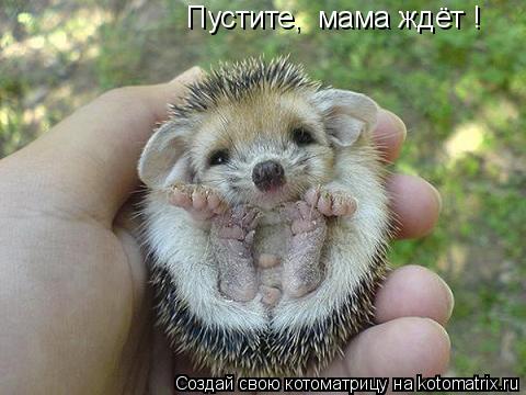 Пустите, мама ждёт !... Котоматрица: Пустите, мама ждёт !