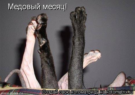 Медовый месяц!... Котоматрица: Медовый месяц!
