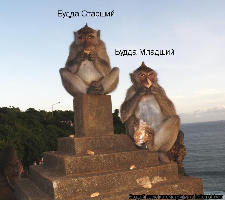 Котоматрица: Будда Старший Будда Младший