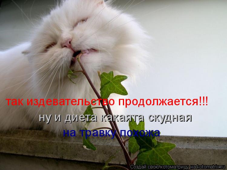 так издевательство продолжается!!! так издевательство продолжается!!! ну и диета какаята скудная на т... Котоматрица: так издевательство продолжается!!! так издевательство продолжается!!! ну и диета какаята скудная на травку похожа