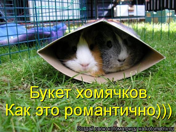 Котоматрица: Букет хомячков.  Как это романтично)))