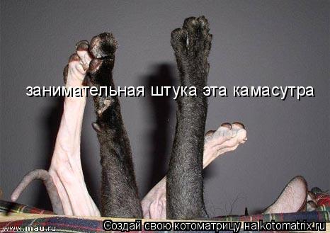 занимательная штука эта камасутра... Котоматрица: занимательная штука эта камасутра