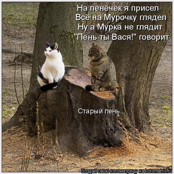 На пенёчек я присел Всё на Мурочку глядел Ну а Мурка не глядит "Пень ты Вася!" говорит Старый пень...... Котоматрица: На пенёчек я присел Всё на Мурочку глядел Ну а Мурка не глядит "Пень ты Вася!" говорит Старый пень...