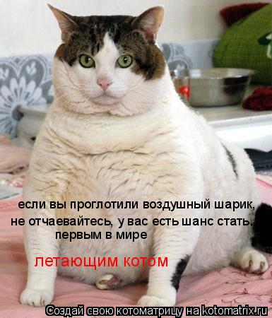 Котоматрица: если вы проглотили воздушный шарик, не отчаевайтесь, у вас есть шанс стать... первым в мире летающим котом