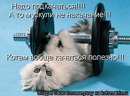 Котоматрица: Надо подкачаться!!!! А то мускули не накачание!!! Котам вобще качаться полезно!!!