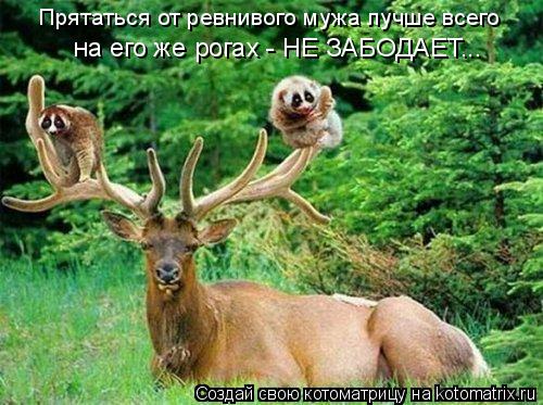 Прятаться от ревнивого мужа лучше всего на его же рогах - НЕ ЗАБОДАЕТ...... Котоматрица: Прятаться от ревнивого мужа лучше всего на его же рогах - НЕ ЗАБОДАЕТ...