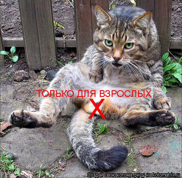 Котоматрица: Х ТОЛЬКО ДЛЯ ВЗРОСЛЫХ